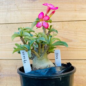 0711 41 Arabicum Zeus - F2 12 meses