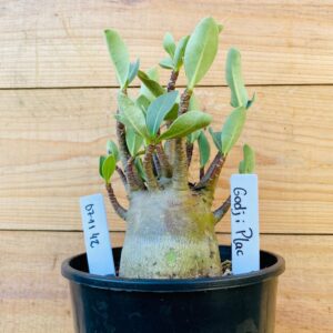 0711 42 Arabicum Godji Plac - F2 12 meses