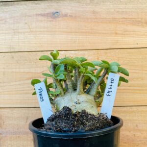 0711 43 Arabicum Tanos - F2 12 meses