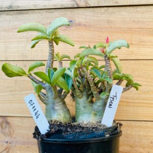 0711 44 Arabicum Tyson - F2 12 meses