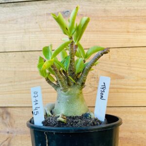 0711 45 Arabicum Tyson - F2 12 meses