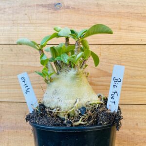 0711 46 Arabicum Big Foot - F2 12 meses