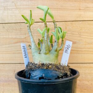 0711 47 Arabicum PBN - F2 12 meses