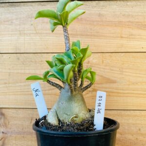 0711 48 Arabicum Nix - F2 12 meses