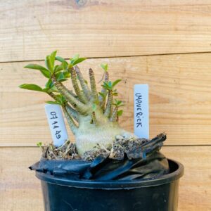 0711 49 Arabicum Maverick - F2 12 meses