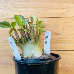 0711 50 Arabicum Tanos - F2 12 meses