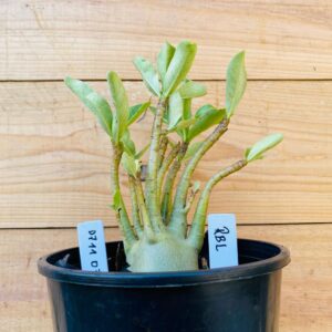 0711 03 Arabicum RBL - F2 12 meses