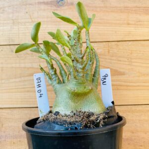 0711 04 Arabicum PBN - F2 12 meses