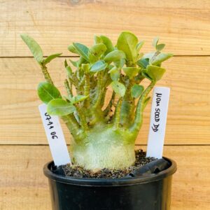 0711 06 Arabicum Nom Sod DD - F2 12 meses