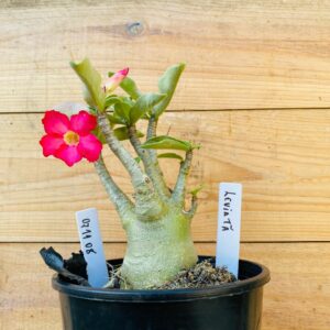 0711 08 Arabicum Leviatã - F2 12 meses