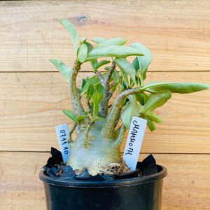 0711 10 Arabicum Mammoth- F2 12 meses