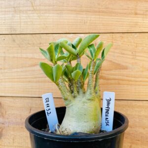 0711 32 Arabicum Dhofarense - F2 12 meses