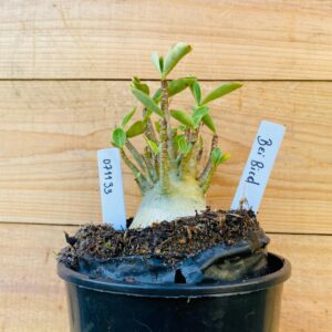 0711 33 Arabicum Bei Bid - F2 12 meses