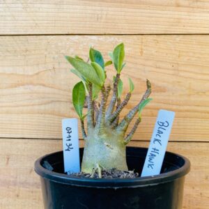 0711 34 Arabicum Black Hawk - F2 12 meses