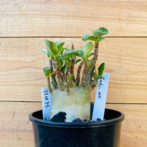 0711 35 Arabicum Godji Mk - F2 12 meses