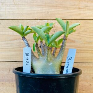 0711 36 Arabicum Dinossaur - F2 12 meses