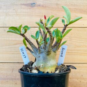 0711 37 Arabicum Aeung - F2 12 meses