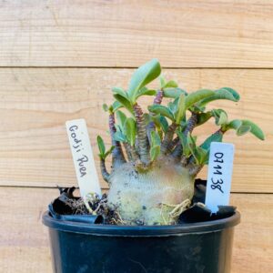 0711 38 Arabicum Godji Pura - F2 12 meses