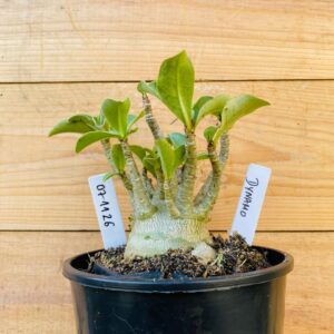 0711 26 Arabicum Dynamo - F2 12 meses