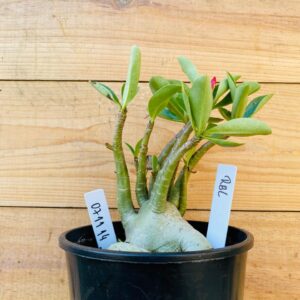 0711 14 Arabicum RBL - F2 12 meses