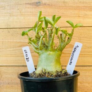 0711 20 Arabicum Tiranossauro - F2 12 meses