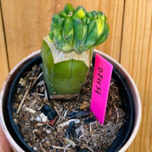 0711 54 Cacto Mertilocacto geometrazan Cristata variegata