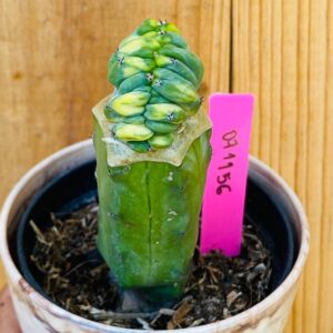 0711 56 Cacto Mertilocacto geometrazan Cristata variegata