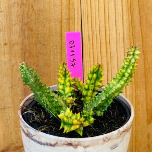 0711 57 Cacto Huernia zebrina f. variegata