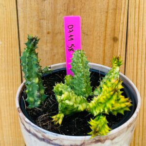 0711 58 Cacto Huernia zebrina f. variegata