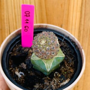 0711 60 Cacto Eriosyce napina