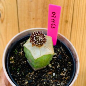 0711 63 Cacto Mammillaria luethyi