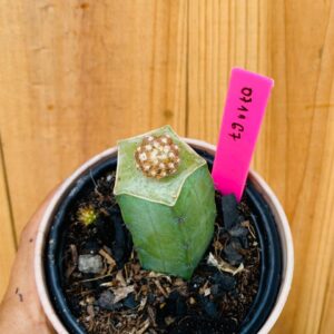 0711 67 Cacto Gymnocalycium Quehlianum