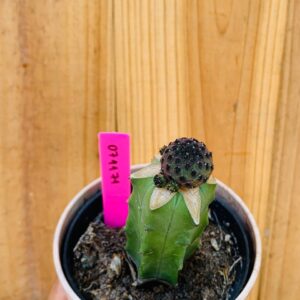 0711 71 Cacto Sulcorebutia Rauschii