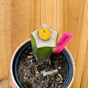 0711 72 Cacto Dansii