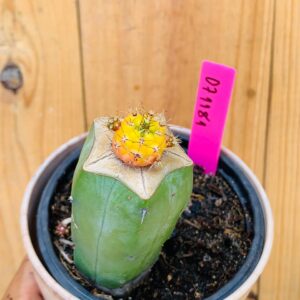 0711 81 Cacto Dansii