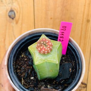 0711 82 Cacto Gymnocalycium Quehlianum