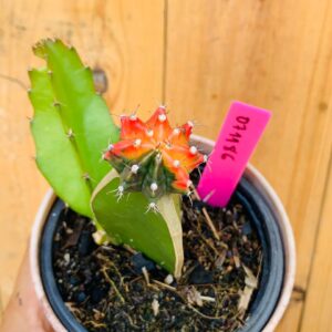 0711 86 Cacto Gymnocalycium variegata