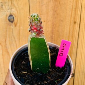 0711 89 Cacto Mammilaria Saboae variegata
