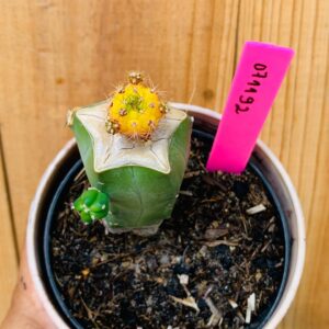 0711 92 Cacto Dansii