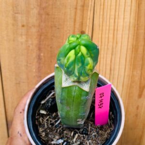 0711 97 Cacto Mertilocacto Geometrazan Variegata Cristata