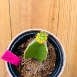 0711 99 Cacto Dansii