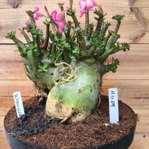 1111 04 Arabicum Wrangler - adulta