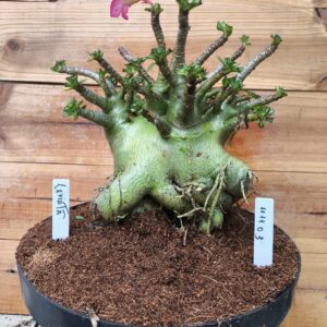 1111 03 Arabicum Leviatã - adulta