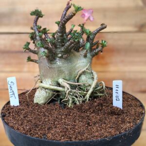 1111 02 Arabicum Dugatti - adulta