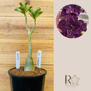 0611 61 Rosa do Deserto Céu Estrelado