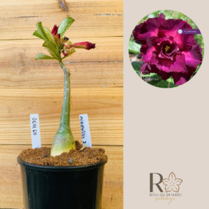 0611 60 Rosa do Deserto Mirabilis 2