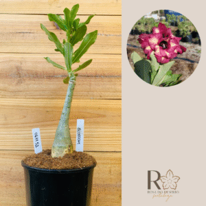 0611 52 Rosa do Deserto Blossom