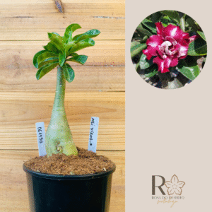 0611 50 Rosa do Deserto Mei Xiang 2