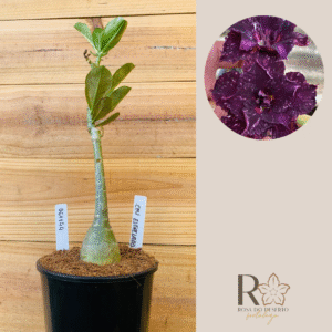 0611 44 Rosa do Deserto Céu Estrelado