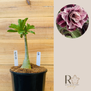 0611 39 Rosa do Deserto Lys